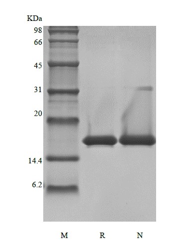 Rekombinant Murin Temel Fibroblast Büyüme Faktörünün SDS-PAGE'si