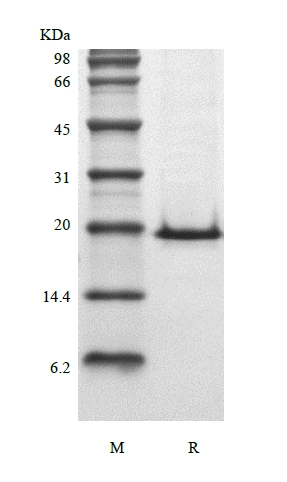 SDS-PAGE du facteur de croissance des kératinocytes murins recombinants 1/FGF-7