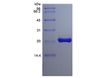 SDS-PAGE des rekombinanten murinen Fibroblasten-Wachstumsfaktor 9