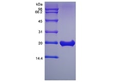 SDS-PAGE do Fator de Crescimento de Fibroblastos Murino Recombinante 18
