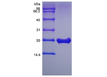 SDS-PAGE del factor de crecimiento de fibroblasto murino recombinante 18