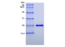 重组鼠干扰素-λ2/白细胞介素-28A 的 SDS-PAGE