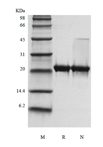 SDS-PAGE del factor neurotrófico ciliar murino recombinante