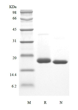 SDS-PAGE des rekombinanten murinen cerebralen Dopamin-neurotrophen Faktors