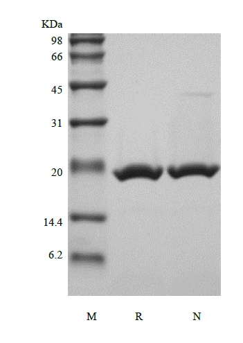 SDS-PAGE von rekombinantem murinem Neuropoietin