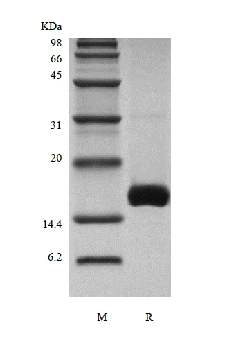 SDS-PAGE des rekombinanten murinen Wachstumsdifferenzierungsfaktors 7/Knochenmorphogenetisches Protein-12