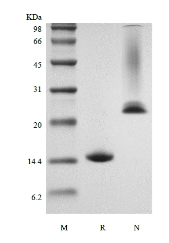 重組鼠生長分化因子 5/骨形態發生蛋白 14 的 SDS-PAGE