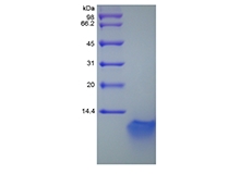 SDS-PAGE von rekombinantem murinem Beta-Defensin 3