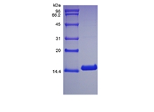 SDS-PAGE of Recombinant Canine Interleukin-3