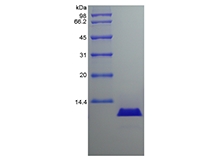 重組犬白細胞介素-8/CXCL8 的 SDS-PAGE