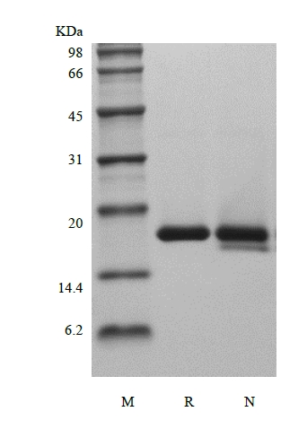 組換えラットインターロイキン-1受容体拮抗薬タンパク質のSDS-PAGE