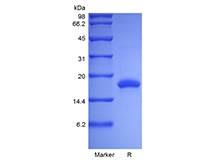 SDS-PAGE d'interleukine-10 de rat recombinant