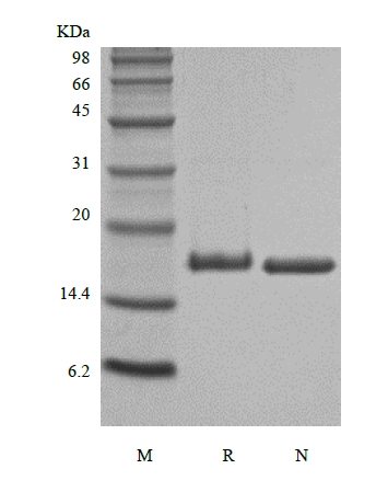 SDS-PAGE dari Rekombinan Tikus Interleukin-21