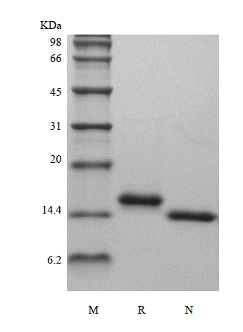 Recombinant Rat Interleukin-22 এর SDS-PAGE