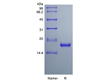 重組大鼠白細胞介素33的SDS-PAGE