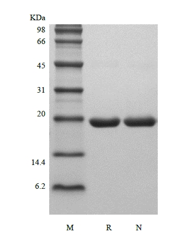 重組大鼠粒細胞集落刺激因子的SDS-PAGE