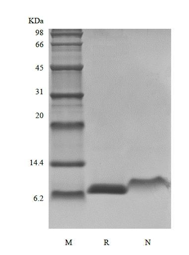 SDS-PAGE des rekombinanten ratteninsulinähnlichen Wachstumsfaktors 1