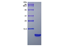 SDS-PAGE of Recombinant Rat Beta-defensin 3