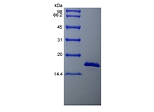 SDS-PAGE de fator de crescimento de fibroblasto básico bovino recombinante