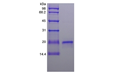 重组绵羊干扰素-tau的SDS-PAGE