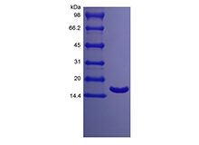 Recombinant Porcine Interleukin-1 ریسیپٹر مخالف پروٹین کا SDS-PAGE