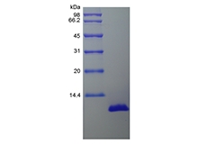 SDS-PAGE dari Porcine Interleukin-8/CXCL8 Rekombinan