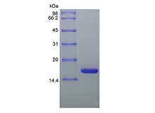 SDS-PAGE dari Rekombinan Equine Interleukin-1 Reseptor Antagonis Protein