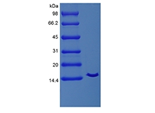 重組馬白細胞介素-2 Cys141Ser 的 SDS-PAGE