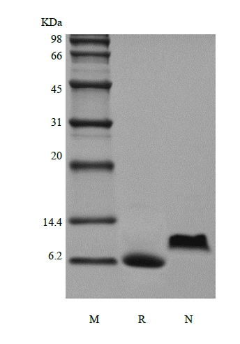 組換えヒト増殖調節タンパク質-α/ CXCL1のSDS-PAGE