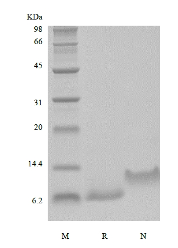 SDS-PAGE du peptide d'activation des neutrophiles épithéliaux humains recombinants-78, 1-78 aa/CXCL5