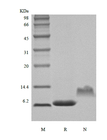 SDS-PAGE de Proteína-2 / CXCL7 de ativação de neutrófilos humanos recombinantes