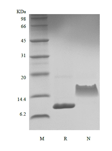 SDS-PAGE dari Protein Inducible gamma-Interferon Manusia Rekombinan 10/CXCL10