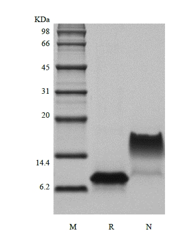 재조합 인간 I-TAC/CXCL11의 SDS-PAGE