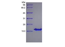 SDS-PAGE del factor 1 gamma / CXCL12 gamma recombinante derivado de células estromales humanas