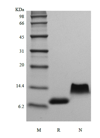 SDS-PAGE de Fractalkina Humana Recombinante / CX3CL1