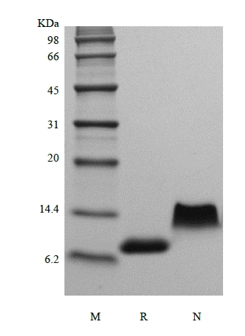 SDS-PAGE de fractalquina humana recombinante / CX3CL1