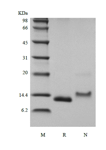 SDS-PAGE de la proteína quimiotáctica 1 / CCL2 de monocitos humanos recombinantes