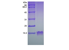 SDS-PAGE dari Protein Inflamasi Makrofag Manusia Rekombinan-1 alpha/CCL3