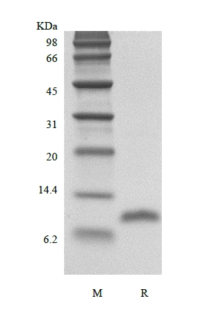 SDS-PAGE de LD78 beta / CCL3L1 humana recombinante