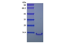 SDS-PAGE of Recombinant Human Lymphocyte Activation Gene 1 Protein/CCL4L1