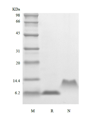 SDS-PAGE dari Protein Inflamasi Makrofag Manusia Rekombinan-5, 68a.a./CCL15