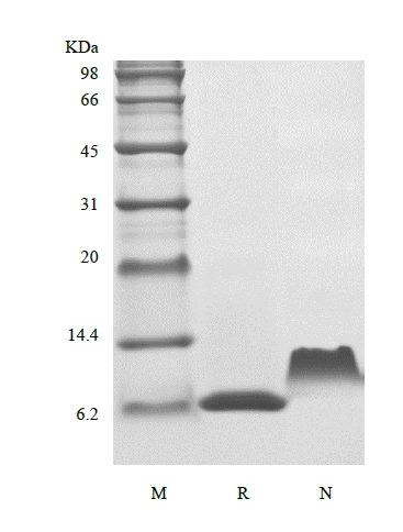 SDS-PAGE von rekombinantem humanem Thymus und aktivierungsreguliertem Chemokin/CCL17