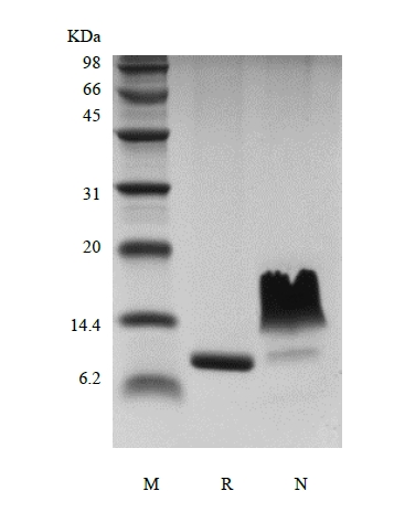 SDS-PAGE de l'éotaxine-2/CCL24 humaine recombinante