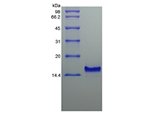 SDS-PAGE de la chimiokine/CCL25 exprimée par le thymus humain recombinant