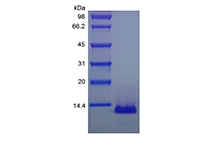 重組人嗜酸細胞活化趨化因子-3/CCL26 的 SDS-PAGE