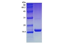 SDS-PAGE of Recombinant Human Mucosae-associated Epithelial Chemokine/CCL28