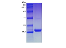 SDS-PAGE من Chemokine الظهاري المرتبط بالغشاء المخاطي البشري المؤتلف / CCL28