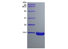 SDS-PAGE des rekombinanten humanen Chemokin-ähnlichen Proteins TAFA-2