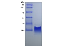 SDS-PAGE للبروتين المستحث Rhesus Macaque جاما-إنترفيرون 10 / CXCL10 المؤتلف