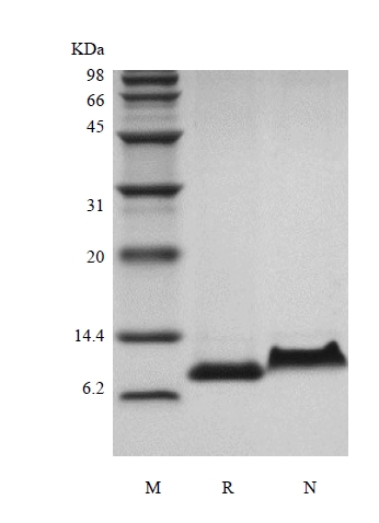 SDS-PAGE de la régulation du macaque rhésus recombinant lors de l'activation Séquence expresse des cellules T normales/CCL5